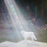 Beam of light shines on dog of fallen soldier